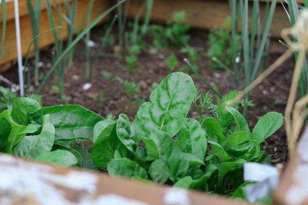 What Are the Best Strategies for Pest Control in UK Herb Gardens?