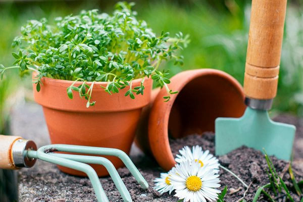 How can you convert a small UK balcony into a herb garden?